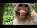 monkey funny 🤣🤣😂 smile 😅 monkey funny videos funny smile