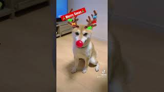 ✨🎄メリークリスマス🎅2021✨柴犬トナカイがやって来た！！　#shorts動画 #クリスマス　vol.287