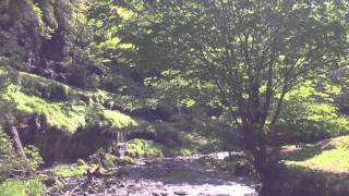 十日市場・夏狩湧水群 (わさび田～太郎・次郎滝)