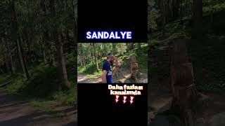 Norveç'in eşsiz doğası  #norveç #nature #orman #oslo #manzara #shorts #doğa  #viralvideo #viralvideo