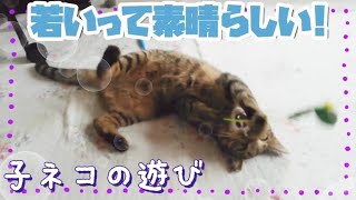 夏バテ知らずの子ネコ★飛んだり跳ねたり★一人遊び★多頭・野良猫・こねこ・黒猫