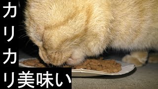 【可愛い】カリカリを食べる野良猫、黒猫と茶トラがきてモリモリと食べてます、気持ちいい食べっぷりですね、ただただ食べまくりの動画です