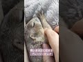 【超密着】飼い主の足に収まるプレーリードッグ　a prairie dog that fits into its owner s leg