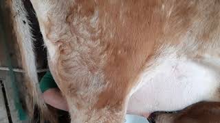 Glori; fresh 2 year old. First hand milking