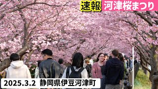 【速報】(25.3.2)ついに河津桜が満開になりました！～伊豆の桜開花状況