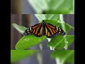 Amazing facts about butterflies