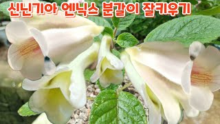 #신닌기아 {엔닉스} 분갈이 #키우기 #흙배합 의정부들꽃사랑