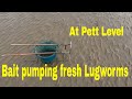 TRYING TO PUMP fresh Black Lugworms for fishing bait