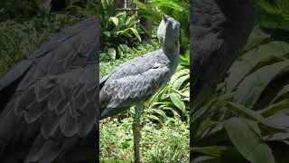 ハトゥーウェ　ハシビロコウ　上野動物園　#shoebill #ハシビロコウ #hatxuwe #ハトゥーウェ #uenozoo #上野動物園