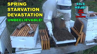 Disaster Hive Starvation S7E9 #beekeeping #honey #bees