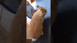 【うさぎカフェ】換毛期で背中にへんな模様が出現！　#Shorts #うさぎカフェ #うさぎ #bunny