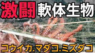 激闘！軟体生物VS漁師！コウイカ,マダコ,ミズダコ,メバル,メジナ