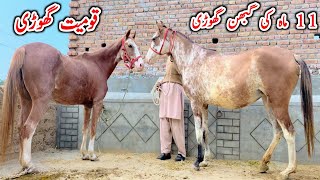 Beautiful Breedar Ghodiyan| Gabhan Ghodi For Sale With Horse In Punjab