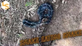 It's a Snake Eat Snake World Out There