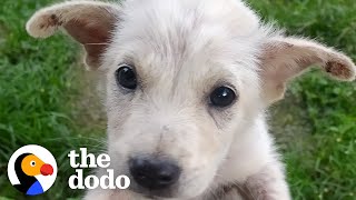 Street Puppy Rescued In A Shopping Bag Has A Whole New Personality Now | The Dodo