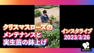 クリスマスローズのメンテナンスと実生苗の鉢上げ インスタライブ 2023/3/26