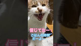 飼い主の歌ってる曲が急に『ごはんの唄』に変わったら猫は反応する？#shorts