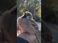 雀とお話し japanese sparrow bird