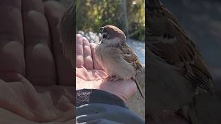 雀とお話し #Japanese sparrow   #bird