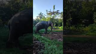 බලන්න ආවට කමක් නෑ කන්න ටිකක් ගේන්න 😂😍🇱🇰🐘 #elephant #viralvideo #viralshort #seetha #kandula #srilank