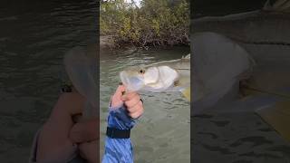 Snook in the Mangroves! #shorts #fishing #shortsvideo