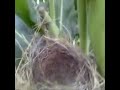 amazing birds nests common babbler turdoide caudata