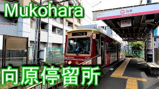 都電荒川線（東京さくらトラム）　向原停留場 Mukohara stop. Toden Arakawa Line (Tokyo Sakura Tram)