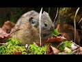 8k hdr 然別湖のナキウサギ 2021夏 hokkaido pika at shikaribetsu feeding ecosystem