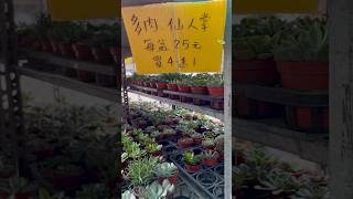 大雅花市｜八角農園 便宜推薦💗 #多肉植物 #花市  #仙人掌