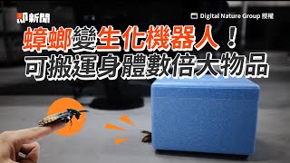 改造蟑螂成「生化機器」操控！可搬運比身體大數倍的東西｜馬達加斯加蟑螂｜大型蜚蠊｜新奇