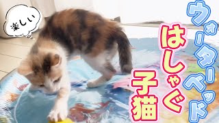 SNSで話題の猫が喜ぶウォーターベッドをプレゼントしたらはしゃぐ子猫が可愛すぎた【保護猫・元野良猫】