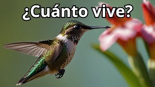 ¿Cuánto Vive un Colibrí? Descubre el Ciclo de Vida y Datos Sorprendentes