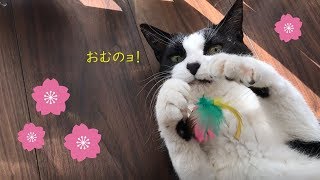 猫のお花見＆花より肉団子パスタ