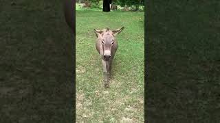 Happiest Donkey Ever!