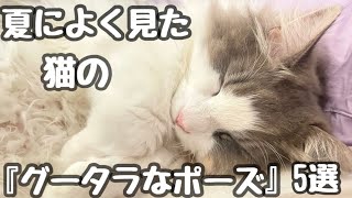 夏によく見た猫の『グータラなポーズ』5選⭐︎チャンネル名変更しました♡