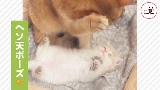 親猫のそばで♡ 子猫の可愛すぎるヘソ天姿に胸キュン😽💕【PECO TV】