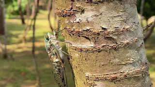 オオシマゼミ　只今最盛期ですよ　Meimuna oshimensis　cicada　insects　セミの鳴き声