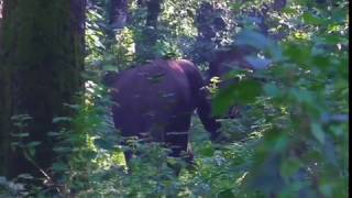 Wild Elephant From Kerala രണ്ടു കൊമ്പൻമാർ കാട്ടിനുള്ളിൽ വിശ്രമിക്കുന്നു