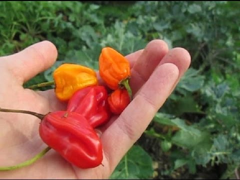 How to Make you Hot Peppers even Hotter in 3 Spicy Steps How to Make you Hot Peppers even Hotter in 3 Spicy Steps