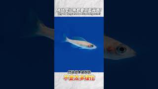 養魚技巧！使用「藍色背景」才會變好看的坦魚 Fish farming tips! Use \