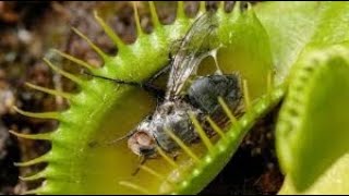 ഇരപിടിയൻ സസ്യങ്ങൾ || insectivorous plants II Science Malayalam ll ILLIAS PERIMBALAM