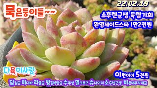 다육이사랑2탄/묵은둥이들/밀크로즈.방울복랑금.라울금.담설금.수주성.슈나이더.제이드스타.비욘새무지개금.플로리디티.에케문스톤/택배010 9884 1044