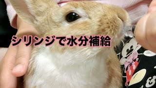 《ペット室内飼育》うさぎのシリンジでの強制給餌