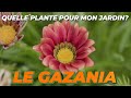 LE GAZANIA 'CHANSONNETTE' - Quelle Plante Pour Mon Jardin ?