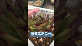 竹子の原種エボニー(多肉植物)