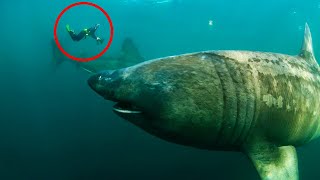 10 Most Colossal Monsters of the Deep Ocean