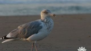 Nature: Cape Cod