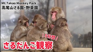 【高尾山さる園】さるだんご観察【SNOW MONKEY】