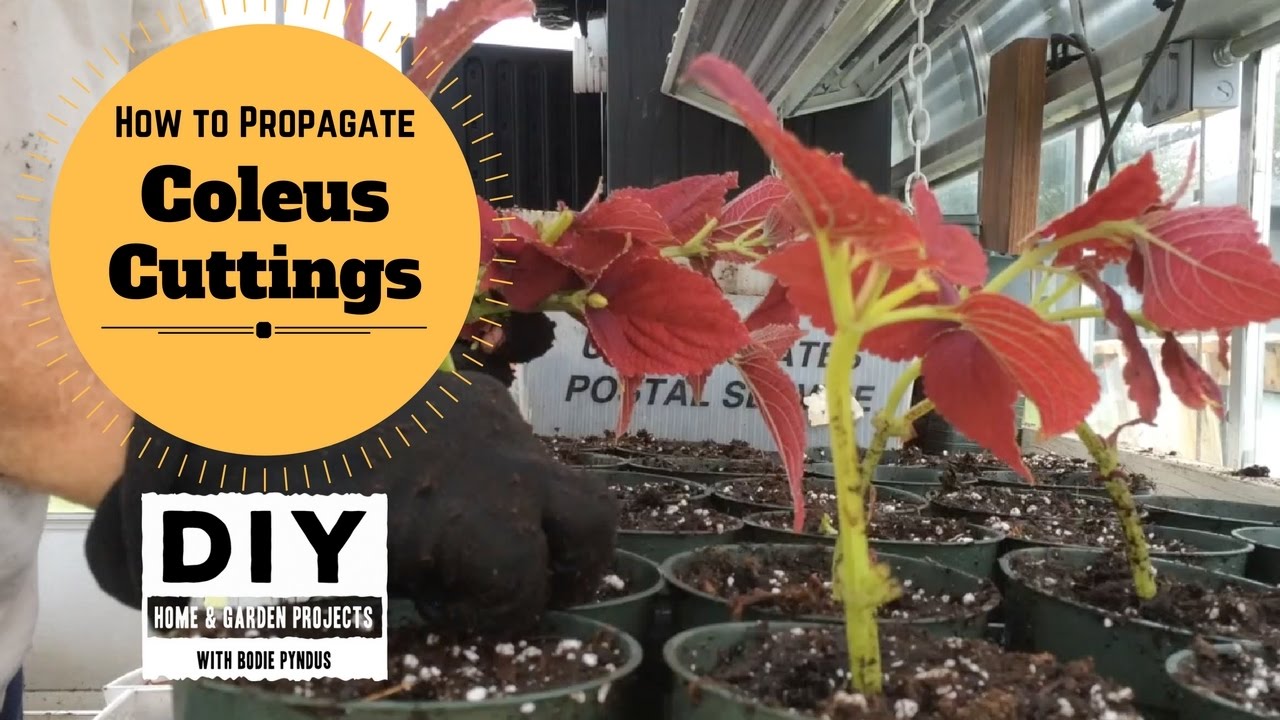 How To Propagate Coleus Cuttings - YouTube