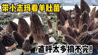 帶小志瑪去摘羊肚菌！多到直呼摘不完！再搞個火蔥爆羊肚菌，上桌就搶光！｜洛桑和小志瑪